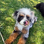 Aspen joined the competition — help win amazing prizes! animal, background, black, brown, canine, cute, dog, fluffy, fur, grass, nature, outdoor, pet, playful, puppy, relaxed, summer, sunlight, tongue, white