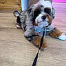 adorable, animal, bow_tie, box, colorful, companion, cute, dog, domestic_animal, fluffy, fur, indoor, leash, looking_up, pet, pink_background, playful, puppy, small_dog, wooden_floor