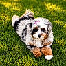 Aspen joined the competition — help win amazing prizes! puppy, dog, grass, outdoor, cute, fluffy, bow, pet, animal, nature, sunlight, greenery, adorable, lying_down, fur, portrait, young, small, friendly, canine