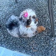 Aspen is registered to the contest to win money with this photo: puppy, dog, fluffy, tricolor, flower_clip, outdoor, gravel, metal_chair, pet, cute, animal, fur, lying_down, small_dog, looking_up, adorable, nature, companion, young_dog, resting