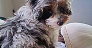 Aspen is registered to the contest to win money with this photo: animal, bed, black, blanket, brown, cozy, curious, curly_fur, cute, dog, fluffy, furniture, home, indoor, looking_back, natural_light, pet, soft, white, window
