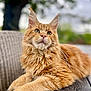 Aristide participe au concours pour gagner de l'argent avec cette photo : cat, ginger_cat, maine_coon, fluffy_fur, outdoor, wooden_table, relaxed, portrait, close_up, whiskers, ears, pet, animal, feline, nature, blurred_background, daylight, calm, resting, domestic_cat