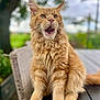 Aristide a rejoint le concours — aidez-le/la à gagner de superbes lots ! cat, maine_coon, orange_cat, fluffy_fur, outdoor, table, nature, greenery, tree, pet, animal, feline, sitting, close_up, mouth_open, portrait, domestic_cat, whiskers, ears, fur