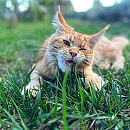 Aristide participe au concours pour gagner de l'argent avec cette photo : cat, orange_tabby, grass, outdoor, nature, animal, pet, playful, lying_down, greenery, cheeky, close_up, whiskers, fur, ears, mouth, tongue, relaxed, daylight, winking