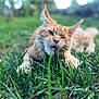 cat, orange_tabby, grass, outdoor, nature, animal, pet, playful, lying_down, greenery, cheeky, close_up, whiskers, fur, ears, mouth, tongue, relaxed, daylight, winking