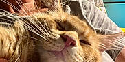 Aristide participe au concours pour gagner de l'argent avec cette photo : cat, orange_tabby, sleeping, whiskers, pink_nose, close_up, person, neck, shirt, indoor, cozy, resting, pet, animal, fur, relaxation, comfort, human, cuddle, nap