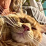 cat, orange_tabby, sleeping, whiskers, pink_nose, close_up, person, neck, shirt, indoor, cozy, resting, pet, animal, fur, relaxation, comfort, human, cuddle, nap