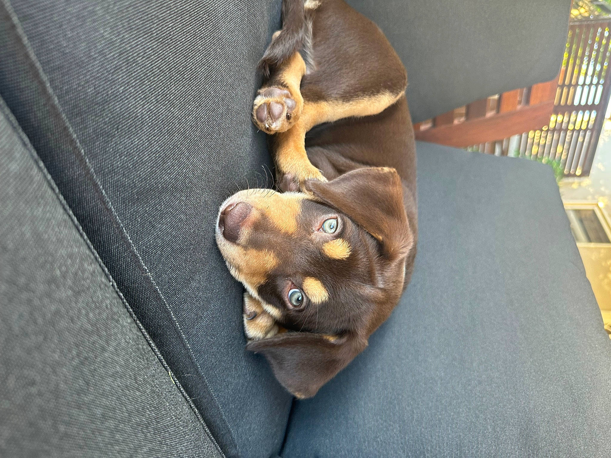 Dougie joined the competition — help win amazing prizes! bag, canidae, carnivore, chair, denim, dog_breed, electric_blue, fashion_accessory, fawn, felidae, fur, jewellery, leather, luggage_and_bags, metal, natural_material, pattern, sporting_group, stuffed_toy, wood