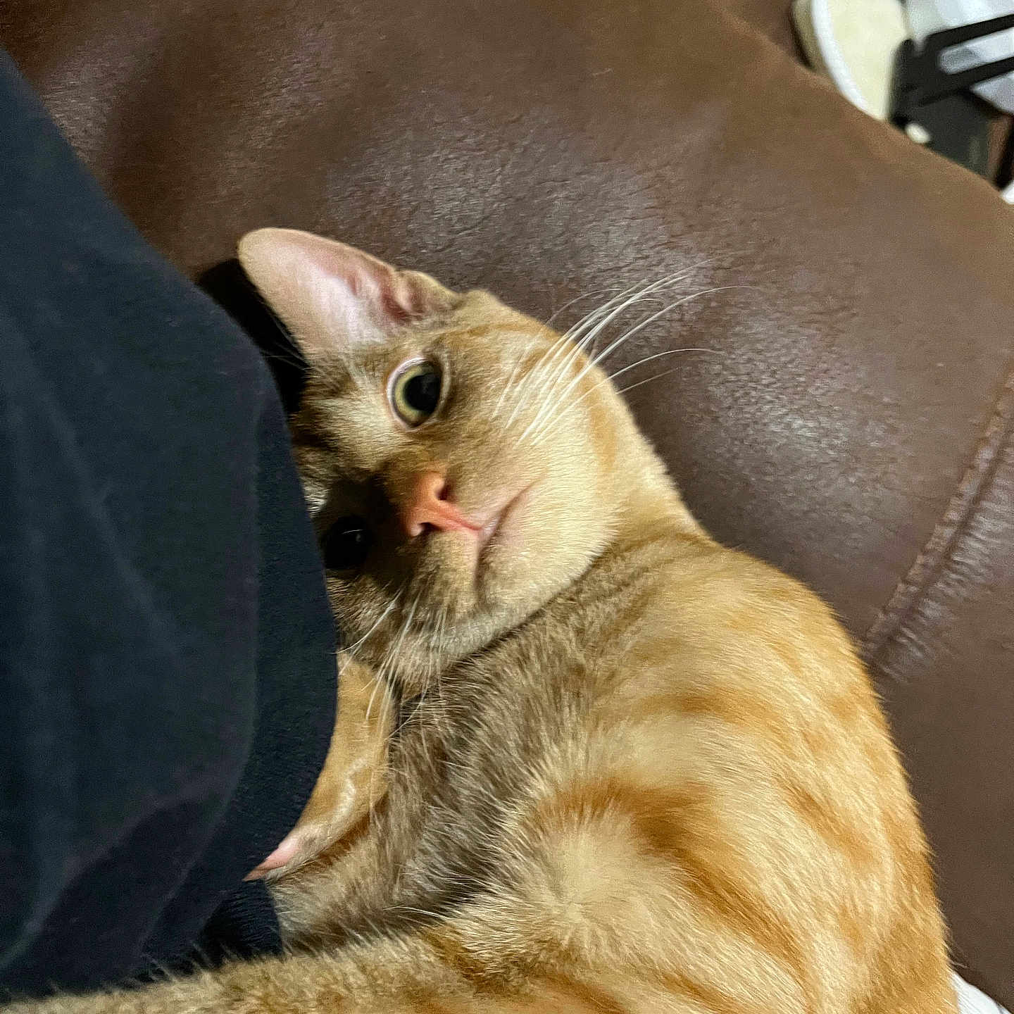 Taz