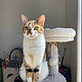abyssinian, angora, animal, architecture, armchair, building, cat, chair, couch, cushion, furniture, homedecor, indoors, kitten, livingroom, manx, pet, room, shelf, wood