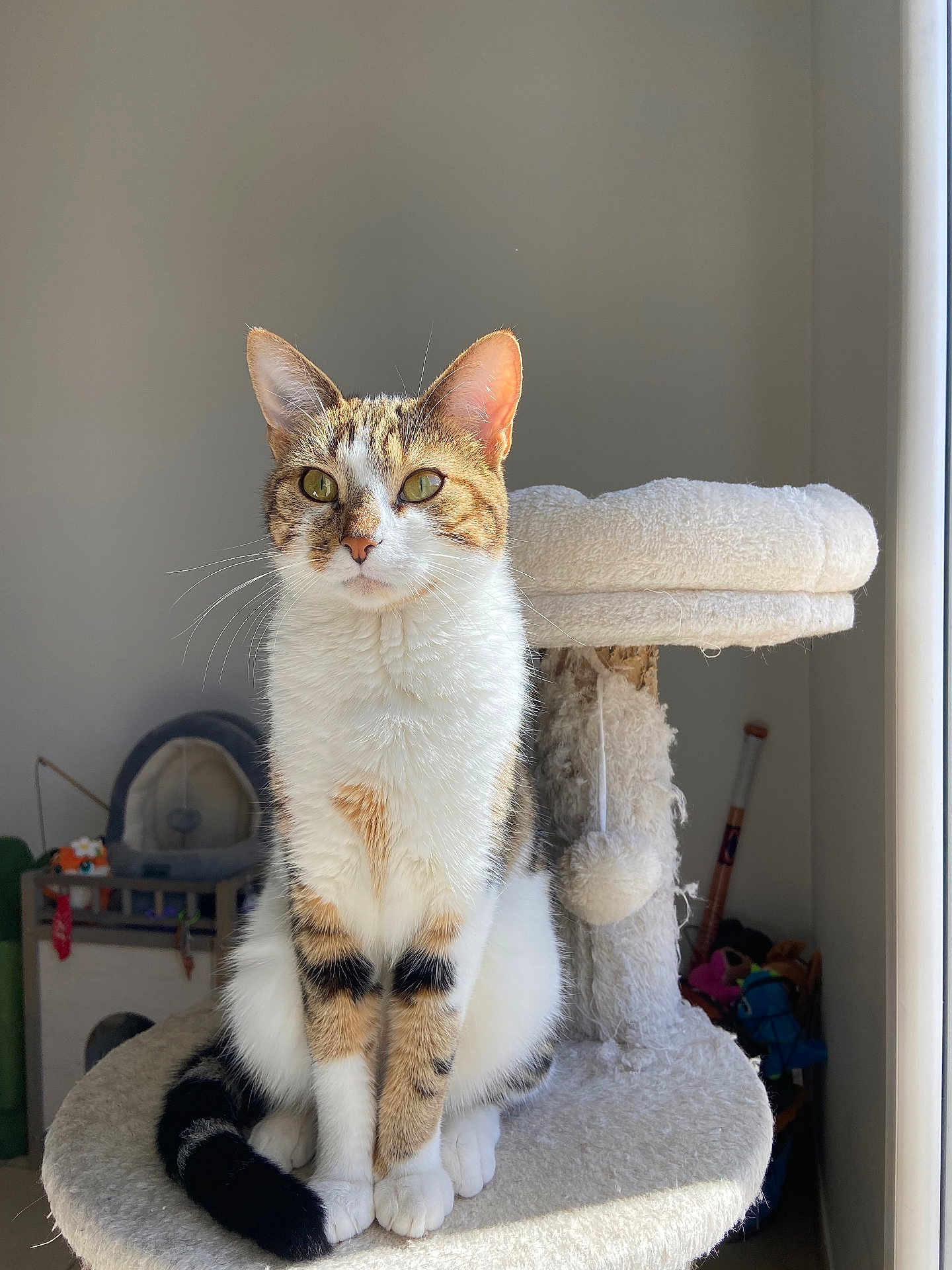 Nala