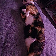 Miaya joined the competition — help win amazing prizes! cat, calico, pet, animal, sleeping, relaxed, indoor, blanket, purple, fur, whiskers, tail, paws, cozy, resting, home, furniture, floor, quiet, domestic