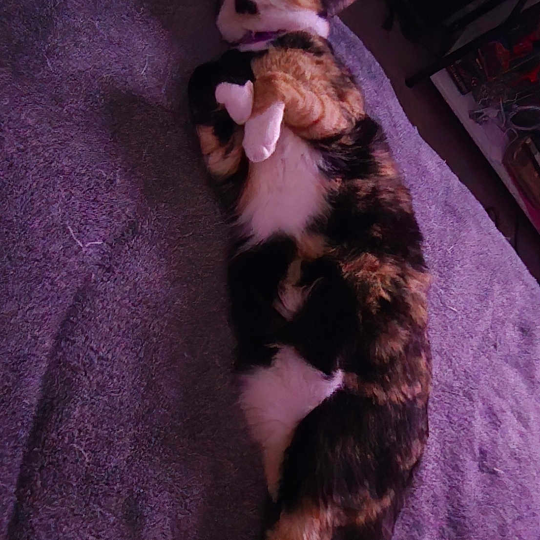 Miaya joined the competition — help win amazing prizes! animal, blanket, calico, cat, cozy, domestic, floor, fur, furniture, home, indoor, paws, pet, purple, quiet, relaxed, resting, sleeping, tail, whiskers