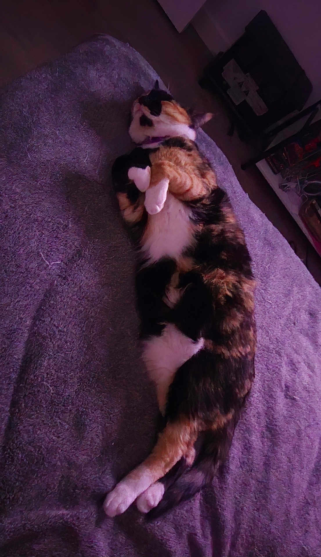 Miaya joined the competition — help win amazing prizes! cat, calico, pet, animal, sleeping, relaxed, indoor, blanket, purple, fur, whiskers, tail, paws, cozy, resting, home, furniture, floor, quiet, domestic