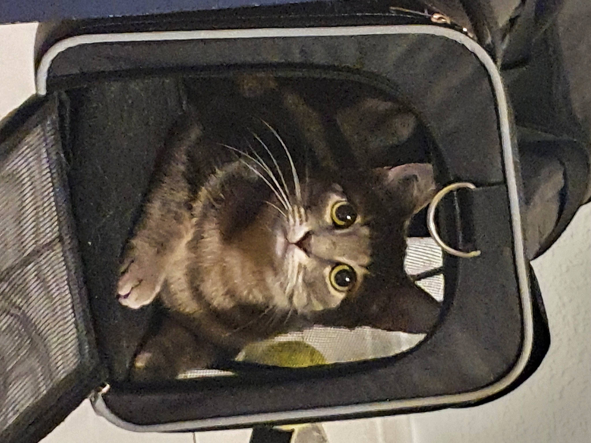 Hinata participe au concours pour gagner de l'argent avec cette photo : automotive_design, automotive_exterior, automotive_lighting, automotive_tire, bicycle_wheel, carnivore, cat, felidae, fender, headlamp, motor_vehicle, rim, small_to_medium_sized_cats, snout, tire, trunk, vehicle, vehicle_door, whiskers, window