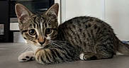 Milo a rejoint le concours — aidez-le/la à gagner de superbes lots ! cat, kitten, tabby, animal, pet, indoor, fur, whiskers, ears, eyes, paws, cute, young, mammal, striped, lying_down, alert, small, domestic, feline