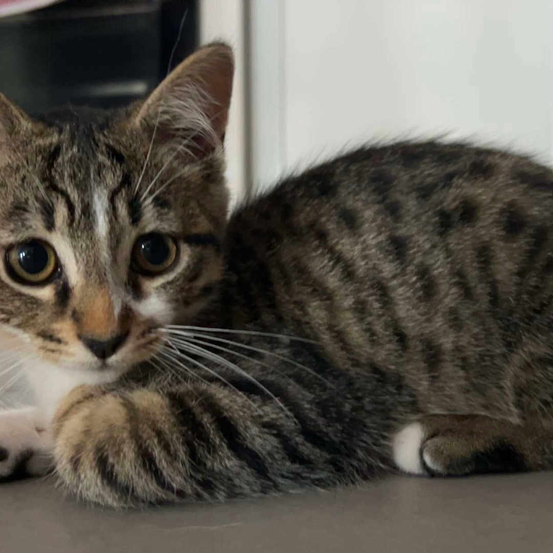 Milo a rejoint le concours — aidez-le/la à gagner de superbes lots ! cat, kitten, tabby, animal, pet, indoor, fur, whiskers, ears, eyes, paws, cute, young, mammal, striped, lying_down, alert, small, domestic, feline