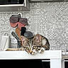 Milo a rejoint le concours — aidez-le/la à gagner de superbes lots ! kitten, cat, tabby, kitchen, table, white_table, utensils, patterned_wall, backsplash, domestic, curious, resting, feline, ears, whiskers, indoor, appliance, microwave, paper_towel, cozy