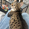Milo participe au concours pour gagner de l'argent avec cette photo : cat, tabby, pet, indoor, lap, denim, curious, feline, cozy, relaxed, household, table, books, casual, domestic, striped, whiskers, ears, eyes, fur