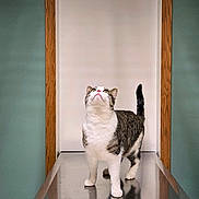 Chismoso is registered to the contest to win money with this photo: cat, tabby_cat, white_cat, metal_table, reflection, doorframe, wooden_frame, green_wall, indoor, curious, looking_up, standing, pet, animal, feline, clean, minimalist, veterinary, clinical, room