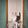 cat, tabby_cat, white_cat, metal_table, reflection, doorframe, wooden_frame, green_wall, indoor, curious, looking_up, standing, pet, animal, feline, clean, minimalist, veterinary, clinical, room