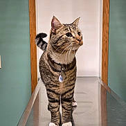 Verde is registered to the contest to win money with this photo: cat, tabby_cat, white_paws, collar, metal_table, door_frame, wooden_frame, indoor, pet, feline, curious, standing, looking_away, floor, wall, teal_wall, animal, domestic_cat, household, metal_surface