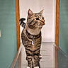 cat, tabby_cat, white_paws, collar, metal_table, door_frame, wooden_frame, indoor, pet, feline, curious, standing, looking_away, floor, wall, teal_wall, animal, domestic_cat, household, metal_surface