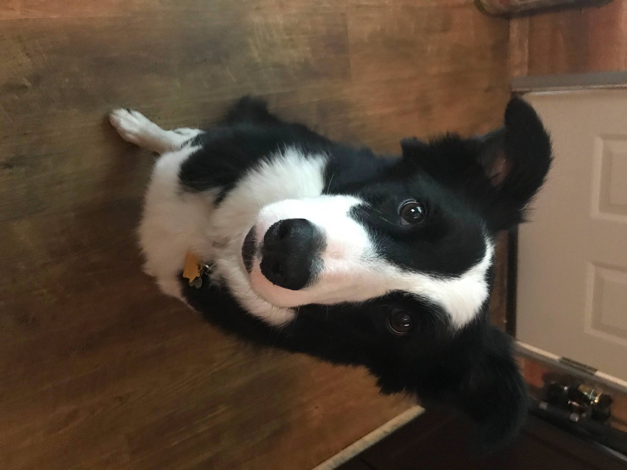 Ozzie is registered to the contest to win money with this photo: cabinetry, canidae, carnivore, companion_dog, dog, dog_breed, door, flooring, fur, hardwood, herding_dog, light_switch, snout, sporting_group, tail, wall_plate, whiskers, wood, working_animal, working_dog