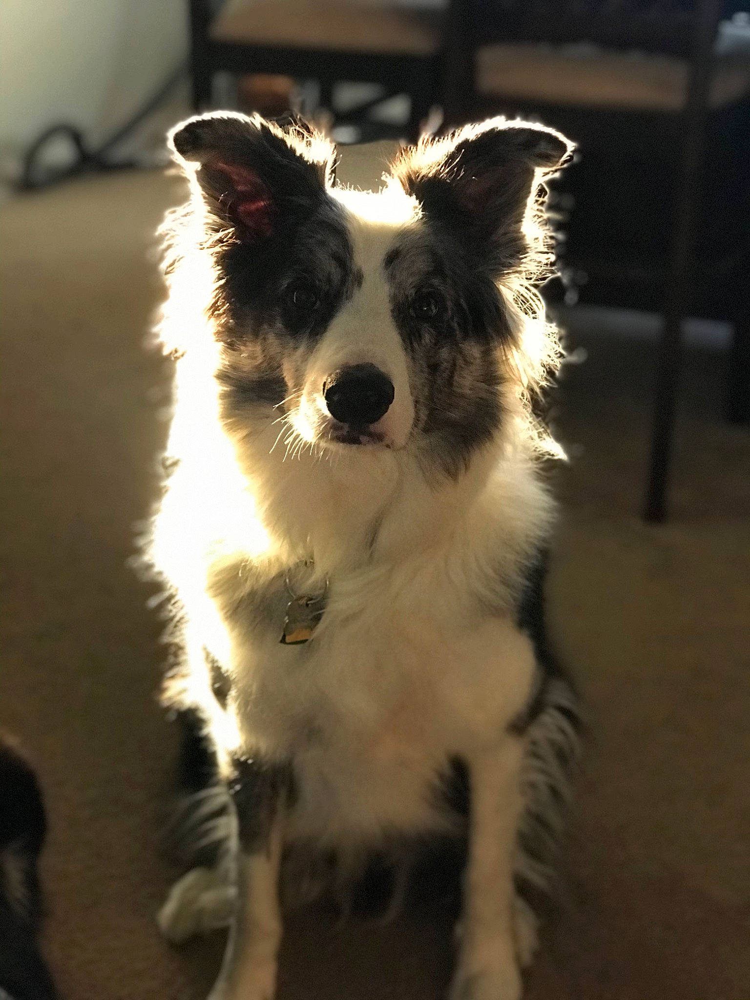 Deuce is registered to the contest to win money with this photo: canidae, carnivore, companion_dog, darkness, dog, dog_breed, fur, shadow, snout, sporting_group, tail, terrestrial_animal, toy_dog, whiskers, working_animal, working_dog