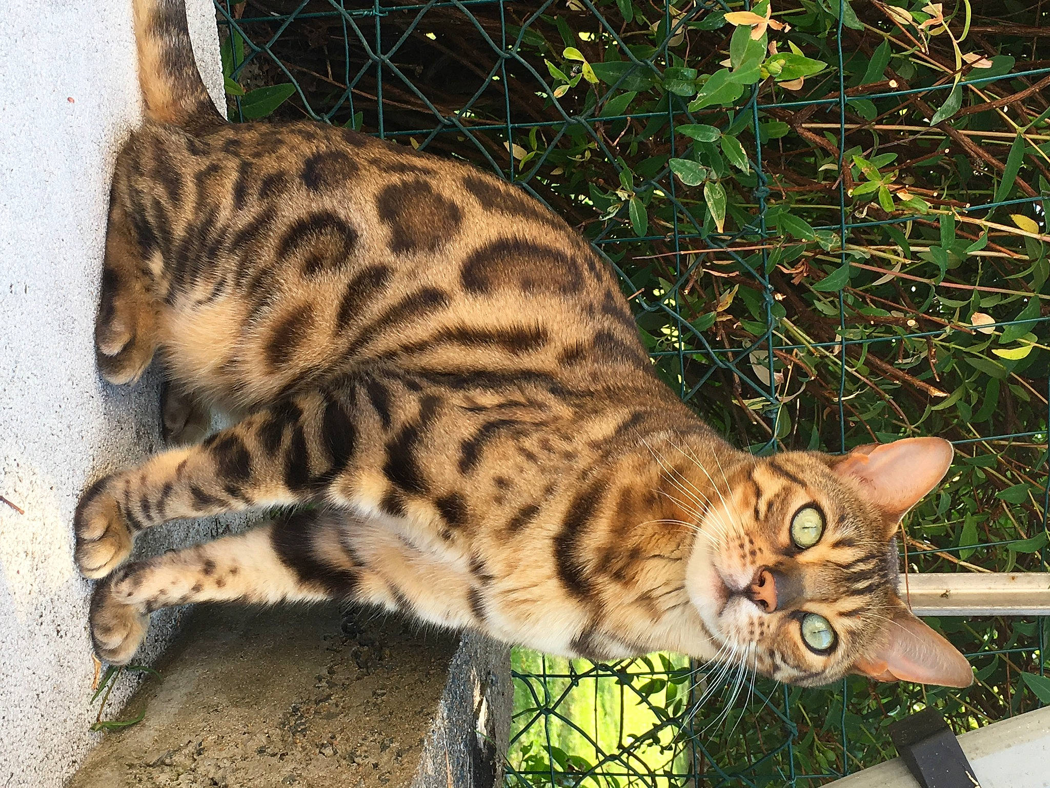 Jaspe participe au concours pour gagner de l'argent avec cette photo : big_cats, carnivore, cat, comfort, domestic_short_haired_cat, eye, fawn, felidae, fur, grass, ocelot, organism, paw, small_to_medium_sized_cats, snout, tail, terrestrial_animal, tree, whiskers, wood