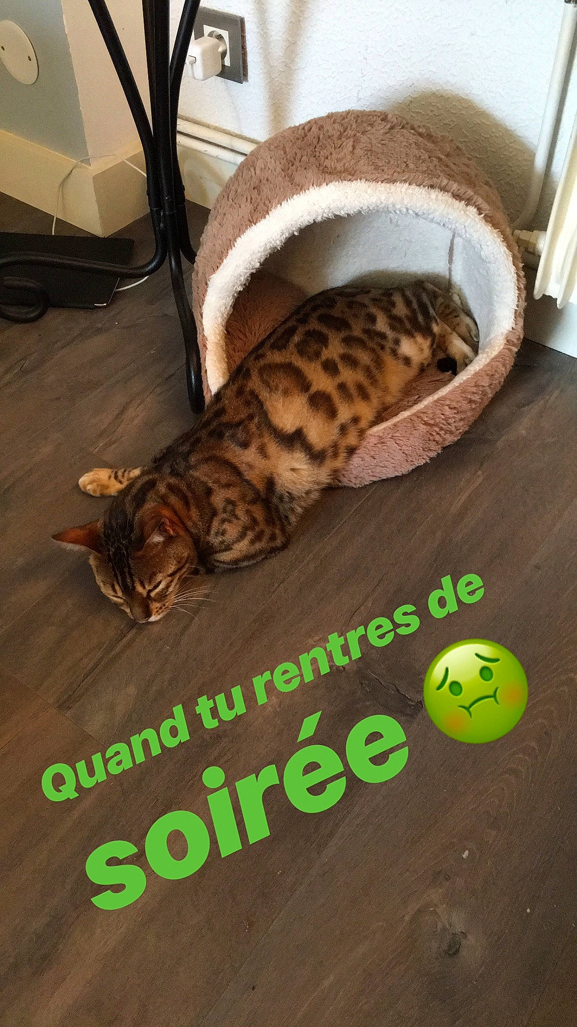 Jaspe participe au concours pour gagner de l'argent avec cette photo : carnivore, cat, cat_bed, cat_supply, comfort, domestic_short_haired_cat, felidae, floor, flooring, font, fur, grass, hardwood, paw, pet_supply, small_to_medium_sized_cats, tail, terrestrial_animal, whiskers, wood