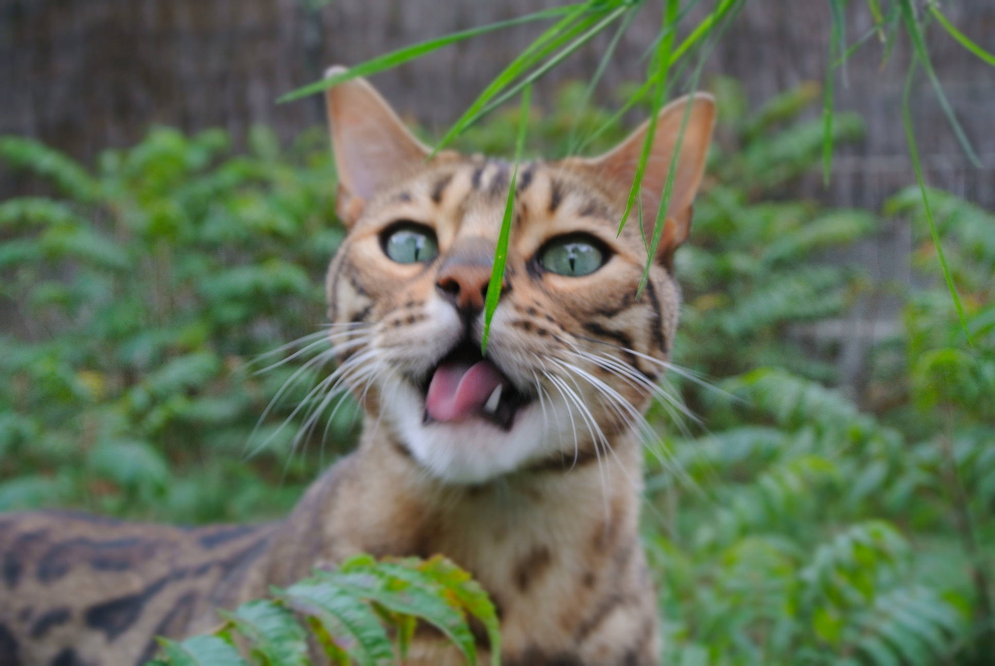 Jaspe a rejoint le concours — aidez-le/la à gagner de superbes lots ! carnivore, cat, close_up, domestic_short_haired_cat, eye, fang, fawn, felidae, fur, grass, head, jungle, plant, small_to_medium_sized_cats, snout, terrestrial_animal, terrestrial_plant, tree, whiskers, wildlife