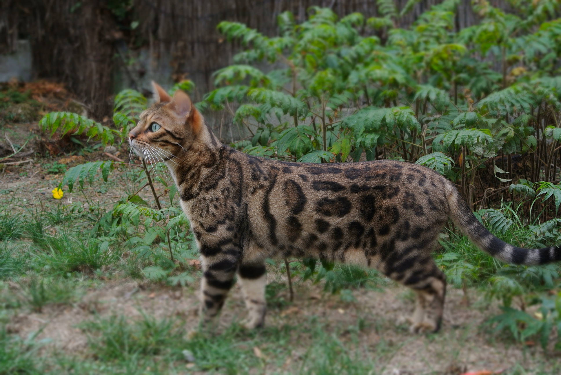 Jaspe a rejoint le concours — aidez-le/la à gagner de superbes lots ! big_cats, carnivore, cat, fawn, felidae, forest, fur, grass, groundcover, jungle, lynx, organism, plant, small_to_medium_sized_cats, snout, tail, terrestrial_animal, terrestrial_plant, whiskers, wildlife