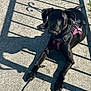 Luna B is registered to the contest to win money with this photo: dog, black_dog, pet, animal, outdoor, sunlight, concrete, harness, leash, shadow, relaxed, lying_down, curious, canine, daylight, sidewalk, fence_shadow, paw, muzzle, ears