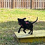 Luna B is registered to the contest to win money with this photo: dog, black_dog, leaping, outdoor, grass, wooden_platform, fence, playful, pet, animal, sunlight, yard, nature, canine, active, tongue_out, ears_flapping, daytime, grass_patch, small_platform
