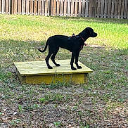 Luna B is registered to the contest to win money with this photo: dog, black_dog, outdoor, grass, yard, wooden_fence, platform, pet, animal, standing, side_view, harness, sunlight, nature, leaves, plants, alert, canine, domestic_animal, daytime