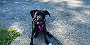Luna B joined the competition — help win amazing prizes! dog, black_dog, pink_harness, concrete, crack, grass, cigarette_butt, metal_case, outdoor, sunlight, shadow, pet, animal, happy, sitting, playful, leash, daytime, nature, pavement