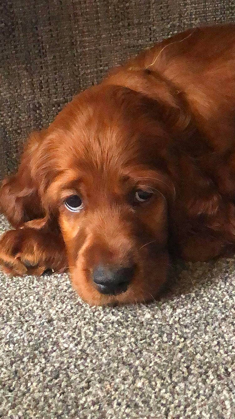 Eirinn is registered to the contest to win money with this photo: brown, canidae, carnivore, companion_dog, dog, dog_breed, fawn, fur, gun_dog, liver, puppy, small_greek_domestic_dog, snout, spaniel, sporting_group, terrestrial_animal, whiskers, wood, working_animal