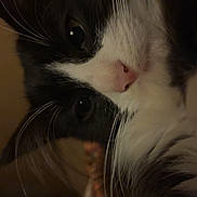 Snoopy is registered to the contest to win money with this photo: cat, black_and_white, close_up, whiskers, pink_nose, fur, eyes, pet, indoor, curious, animal, mammal, portrait, domestic_cat, face, feline, fluffy, cute, soft_light