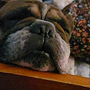 Ivan is registered to the contest to win money with this photo: dog, bulldog, close_up, resting, sleepy, face, wood, animal, pet, brown, white, wrinkles, snout, relaxed, indoors, cozy, portrait, background, pattern, cute