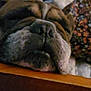 dog, bulldog, close_up, resting, sleepy, face, wood, animal, pet, brown, white, wrinkles, snout, relaxed, indoors, cozy, portrait, background, pattern, cute