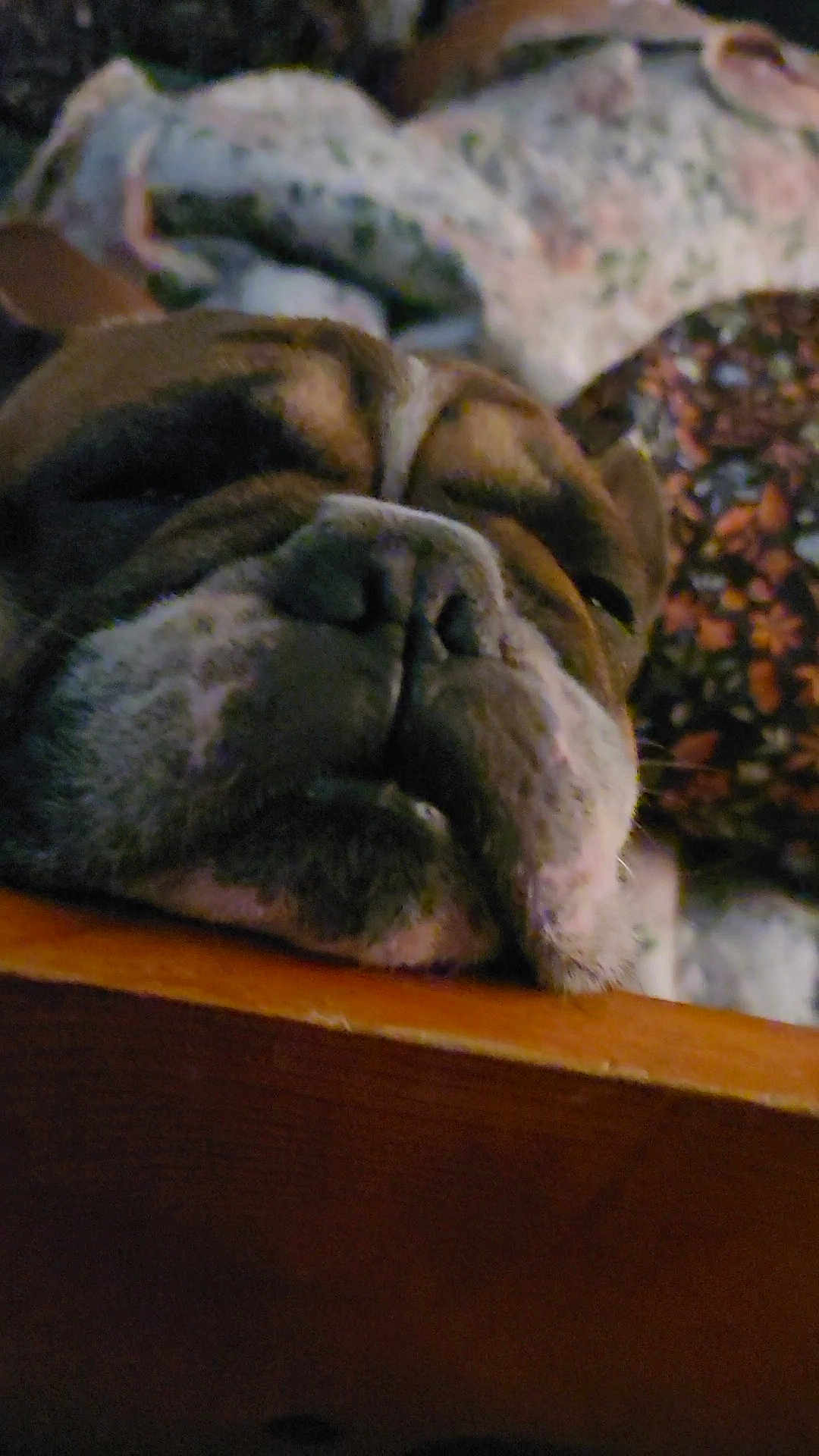 Ivan is registered to the contest to win money with this photo: dog, bulldog, close_up, resting, sleepy, face, wood, animal, pet, brown, white, wrinkles, snout, relaxed, indoors, cozy, portrait, background, pattern, cute