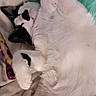 Pretty Girl joined the competition — help win amazing prizes! cat, black_and_white_cat, sleeping, bed, blanket, fur, pet, cozy, indoor, resting, cute, animal, whiskers, paw, relaxed, feline, domestic_cat, soft, comfort, nap