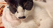 Pretty Girl joined the competition — help win amazing prizes! cat, black_and_white, sleeping, paws, fur, blanket, cozy, indoor, resting, pet, animal, cute, whiskers, close_up, relaxation, soft, comfort, feline, nap, domestic