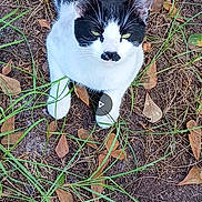 Pretty Girl joined the competition — help win amazing prizes! cat, black_and_white, animal, outdoor, grass, leaves, nature, pet, feline, ground, fur, whiskers, ears, eyes, muzzle, resting, looking_up, close_up, daylight, wildlife