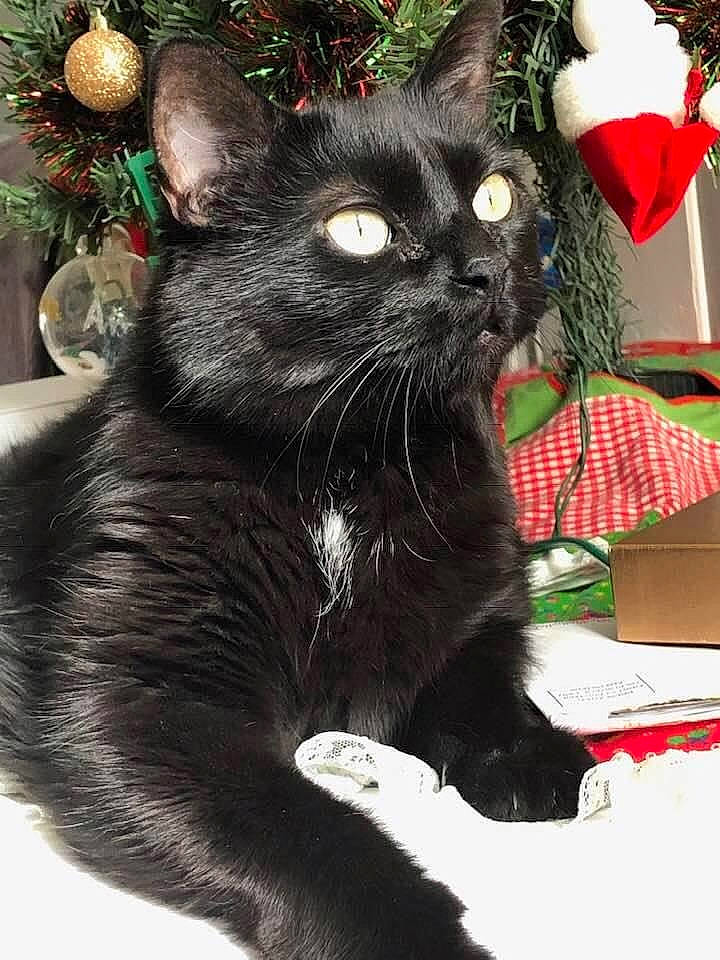 Cubby is registered to the contest to win money with this photo: black_cat, bombay, carmine, carnivore, cat, comfort, domestic_short_haired_cat, event, felidae, fur, grass, mammal, plant, sitting, small_to_medium_sized_cats, snout, tail, terrestrial_animal, vertebrate, whiskers