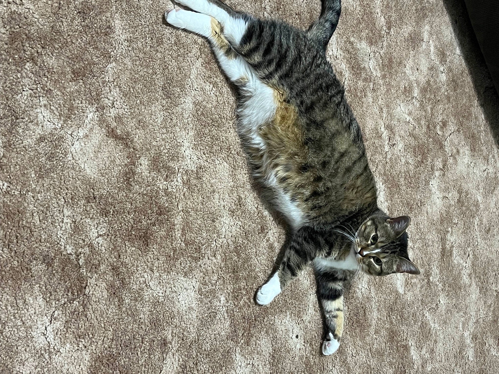 Squeakers is registered to the contest to win money with this photo: art, asphalt, carnivore, cat, claw, dog_breed, domestic_short_haired_cat, felidae, fur, grass, grey, paw, road_surface, sand, small_to_medium_sized_cats, soil, tail, terrestrial_animal, whiskers, wood