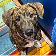 Brindle joined the competition — help win amazing prizes! dog, brindle, indoor, collar, pet, looking_up, floor, striped_rug, ears, fur, canine, animal, home, cute, friendly, domestic, portrait, colorful, young_dog, companion