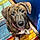 Brindle