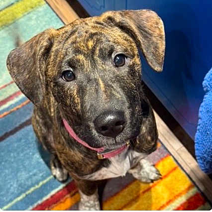 Brindle joined the competition — help win amazing prizes! dog, brindle, indoor, collar, pet, looking_up, floor, striped_rug, ears, fur, canine, animal, home, cute, friendly, domestic, portrait, colorful, young_dog, companion